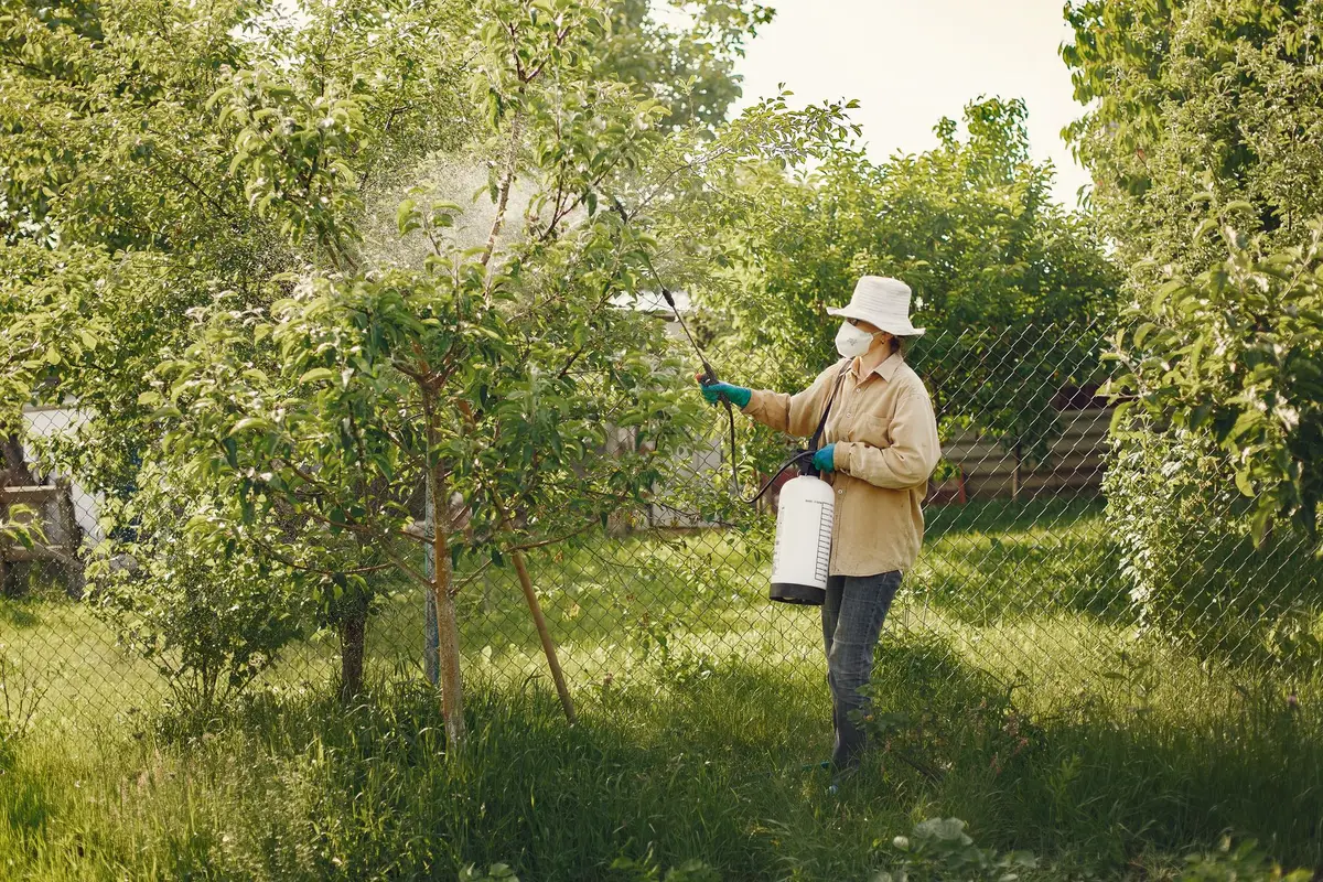 A pest control worker in protective clothing treating trees and shrubs outdoors